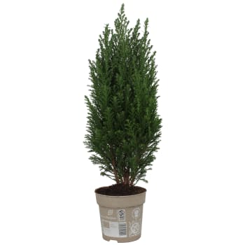 Ädelcypress 12cm.
