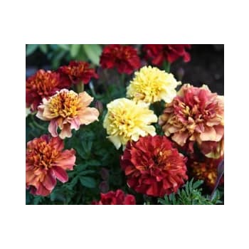 Tagetes 10,5 cm.
