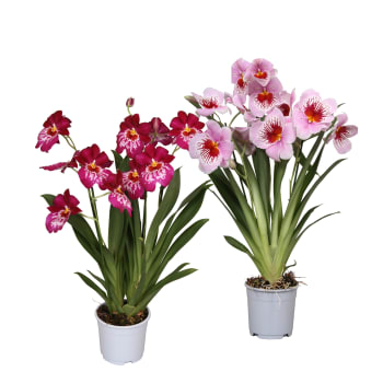 Orkidé Miltonia 12cm 45cm x10.