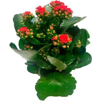 Krukväxt Kalanchoe Blossfeldiana Queen Röd 1st Spira blommor.