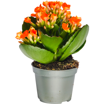 Kalanchoe 6cm orange.
