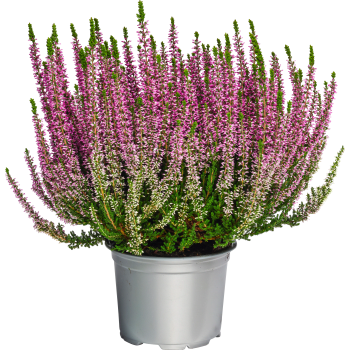 Ljung Calluna lila.