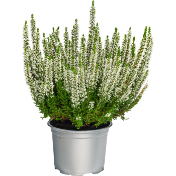 Ljung Calluna vit.