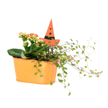 Arr Halloween Häxhatt 16cm x6.