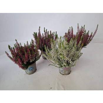 Ljung Calluna 10 cm.