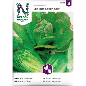 Sallat, Romersk-, Lobjoits Green Nelson Garden.