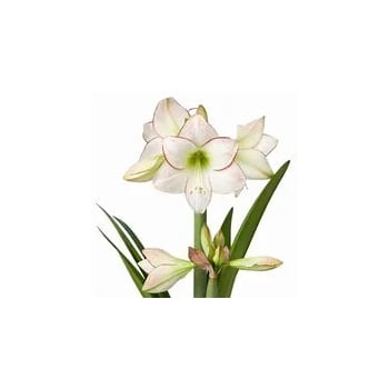 Amaryllis Picasso 13cm SE x8.