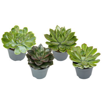 Echeveria mini med glitter 6cm kruka Höjd 12cm.