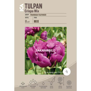 Tulpan Crispa Mix 8-p ICA Garden.