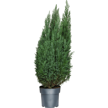 Ädelcypress 21 cm.