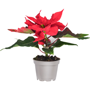 Julstjärna mini 6cm kruka Höjd 12cm röd.