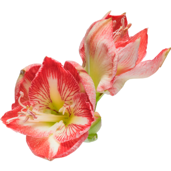 Amaryllis singel 1-p 80cm randig.