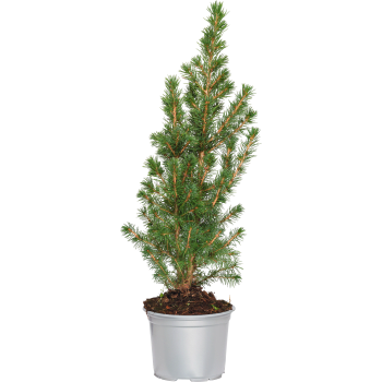 Julträd special 13cm kruka Höjd 45cm.