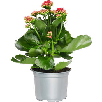 Kalanchoe 10,5cm Höjd 26cm röd.