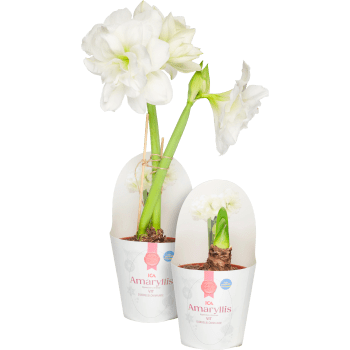 Amaryllis dubbel vit 13cm ICA.