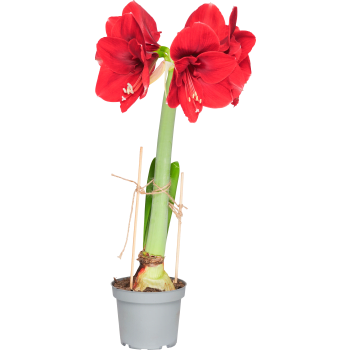 Amaryllis röd 12cm ICA.