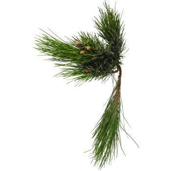 Pinus i bunt 50 cm.