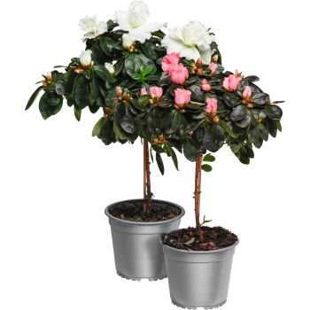 Azalea på stam.