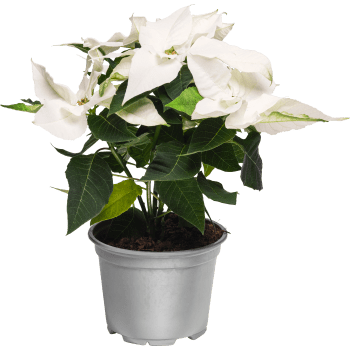 Princettia 12cm Pure White.