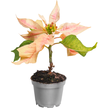 Julstjärna mini 6cm kruka Höjd 12cm varierande färger.