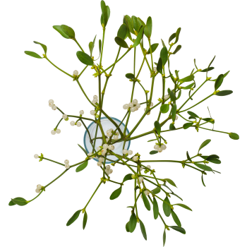 Mistel 35cm.