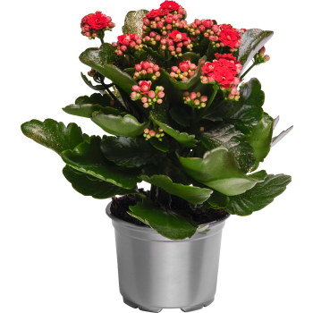 Kalanchoe 10,5 cm glitter.