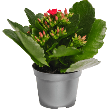 Kalanchoe dubbelblommande mini 6cm kruka Höjd 12cm röd.