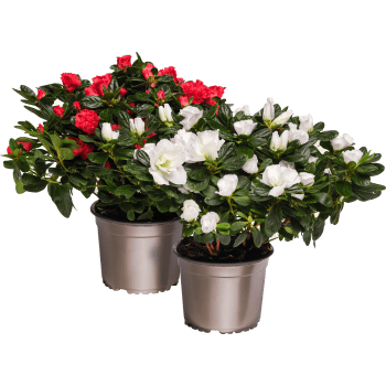 Azalea 14cm kruka Höjd 32cm varierande färger.