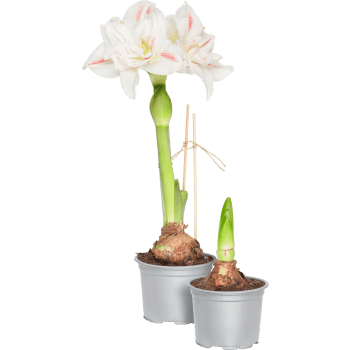 Amaryllis Ernst 13cm.