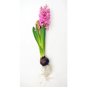 Hyacint Lyx Rosa.