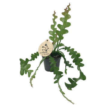 Bladkaktus 12cm.