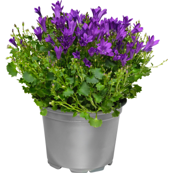 Campanula blå.