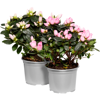 Azalea 13cm Höjd 23cm varierande färger.