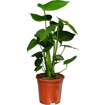 Monstera deliciosa 17cm kruka ICA.