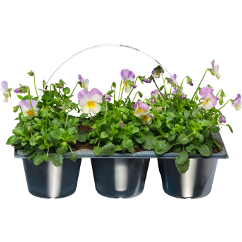 Pensé småblommig viol 6-p violett.
