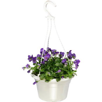 Pensé ampel medium 20cm kruka varierande färger.