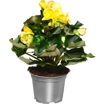 Begonia 12cm kruka Höjd 28cm gul.