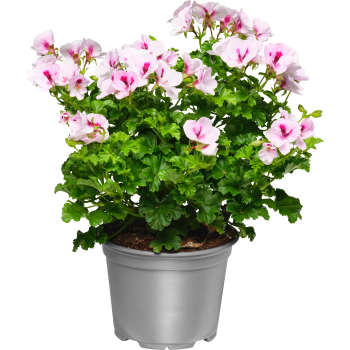 Ängpelargon 12cm kruka Höjd 30cm varierande färger.