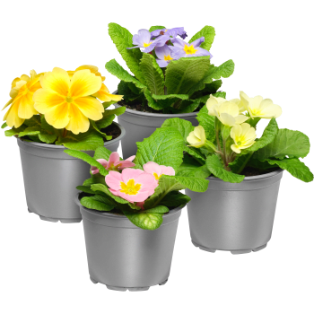 Jordviva enkelblommande 10cm kruka Höjd 20cm varierande färger.