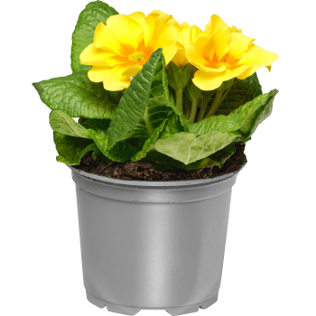 Jordviva enkelblommande 10cm kruka Höjd 20cm gul.