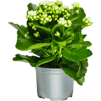 Kalanchoe 10,5 cm vit.