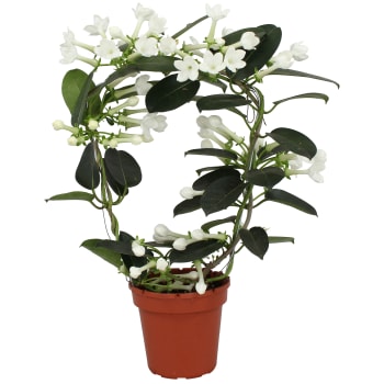 Doftranka 12cm kruka Höjd 45cm vit.