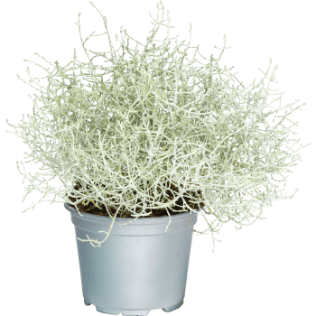 Silvergirland 12cm.