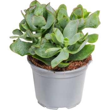 Crassula 12cm kruka Höjd 18cm.