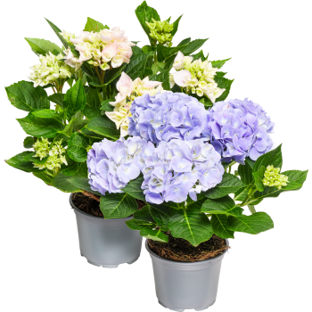 Hortensia 4-grenad 13cm kruka varierande färger ICA.