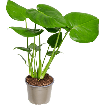 Monstera 14cm kruka Höjd 50cm.