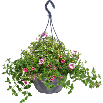 Ampel Petunia 27 cm.