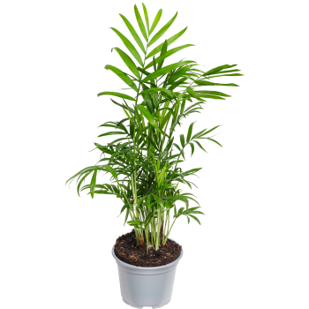 Bergpalm 12 cm.