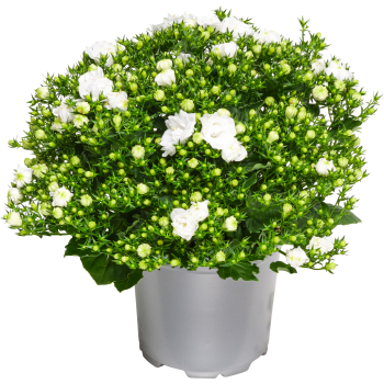Campanula special 10,5cm.