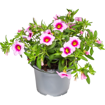 Hängpetunia småblommig 12cm kruka Höjd 21cm varierande färger.